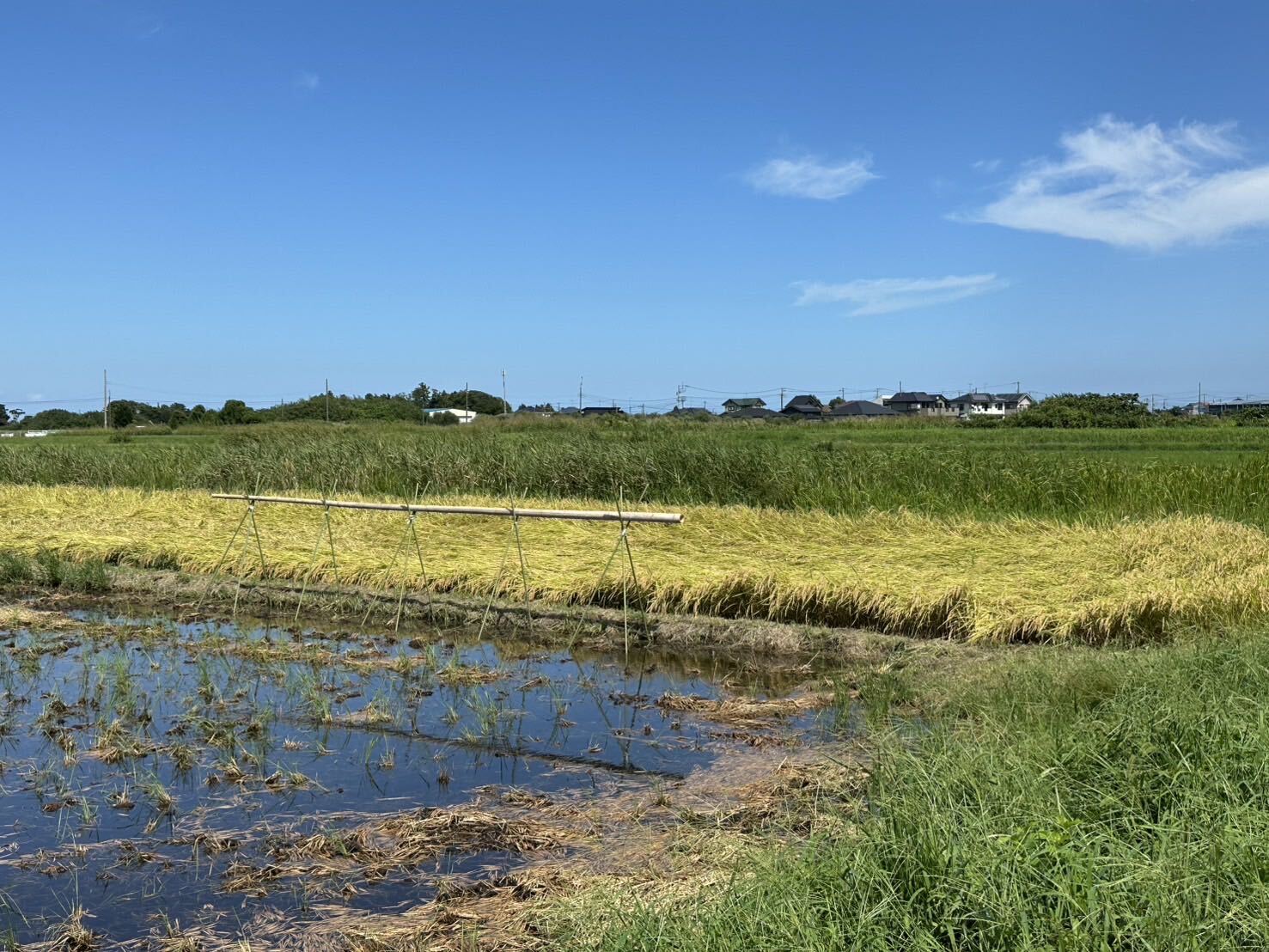 冠水した田んぼと倒れた稲、その奥に立つはざかけ用の竹の竿